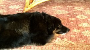 WP_20131202_07_42_54_Pro