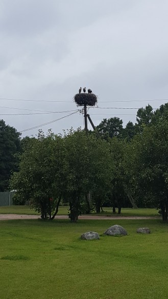 Storks in nest
