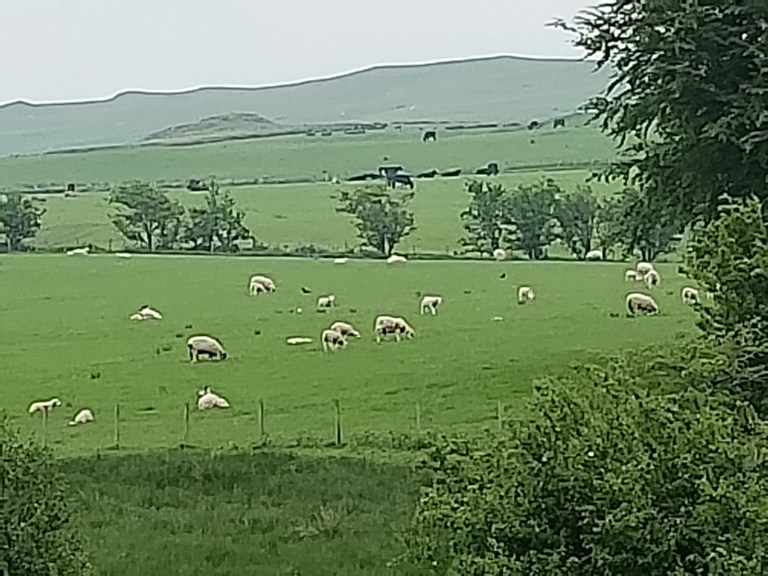 Scottish sheep