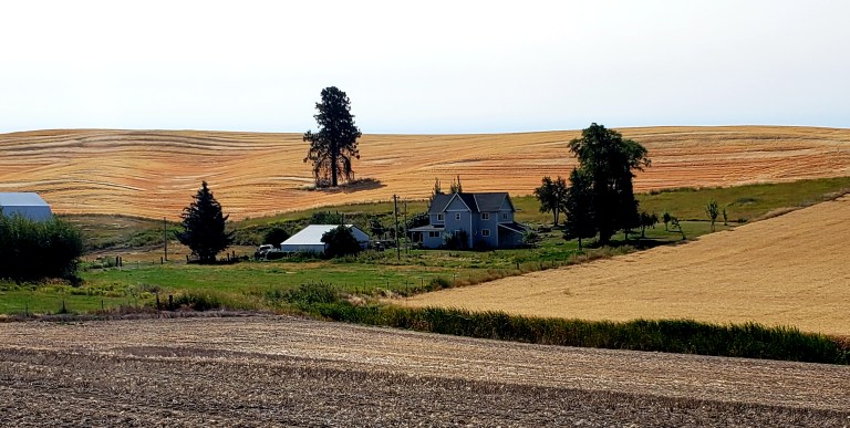 Palouse in August